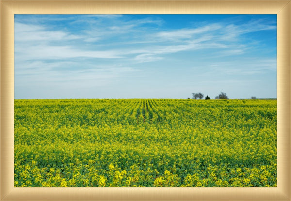 Canola Blooms in Spring