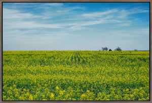 Canola Blooms in Spring
