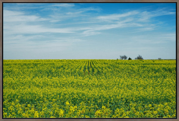 Canola Blooms in Spring