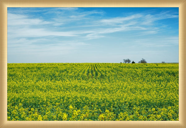 Canola Blooms in Spring