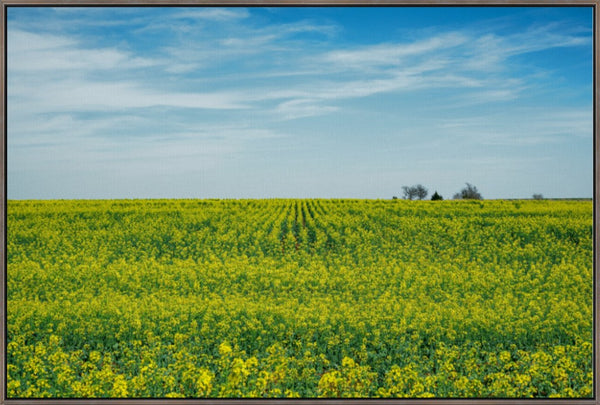 Canola Blooms in Spring