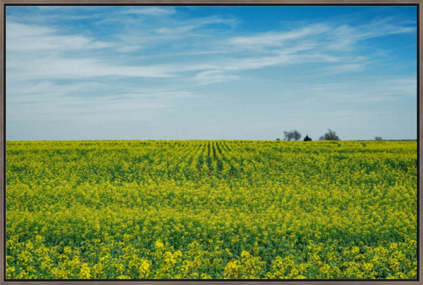 Canola Blooms in Spring