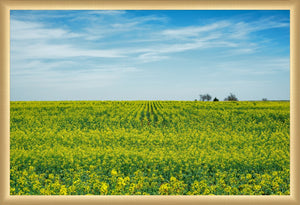 Canola Blooms in Spring