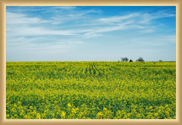 Canola Blooms in Spring